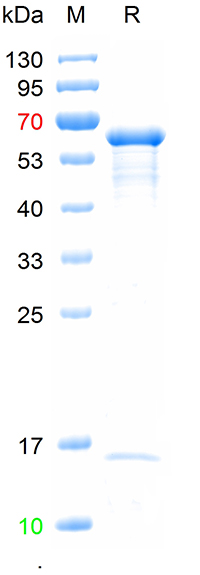 重组麻疹病毒血凝素蛋白