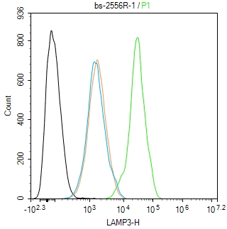 溶酶体相关膜蛋白3抗体-bs-2556R
