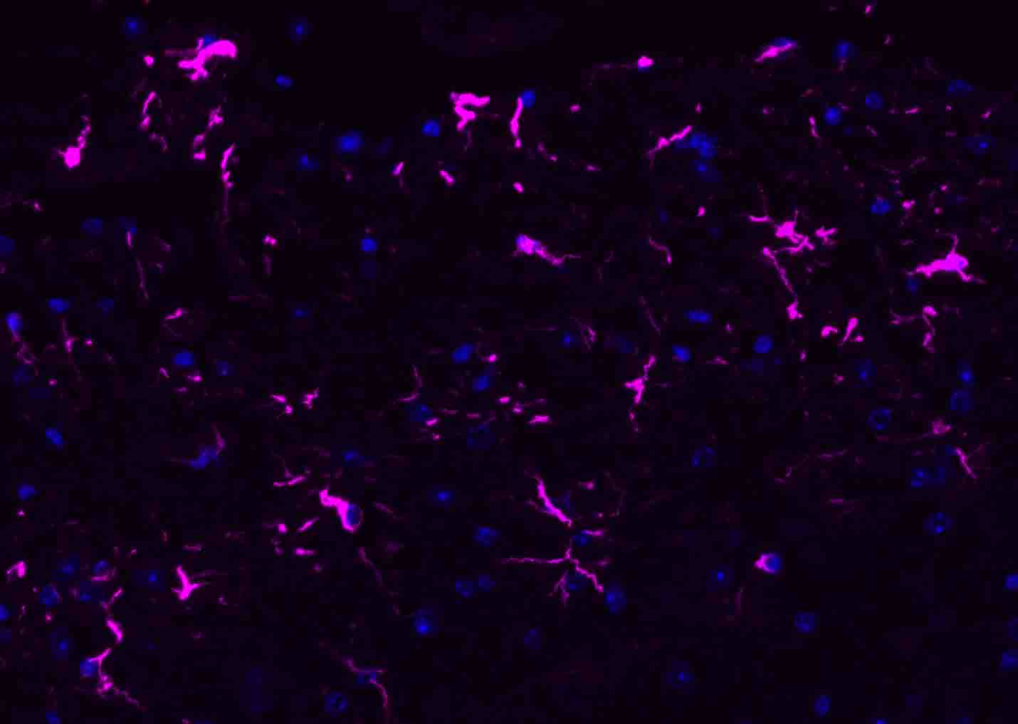 BF647标记的驴抗兔IgG H&L