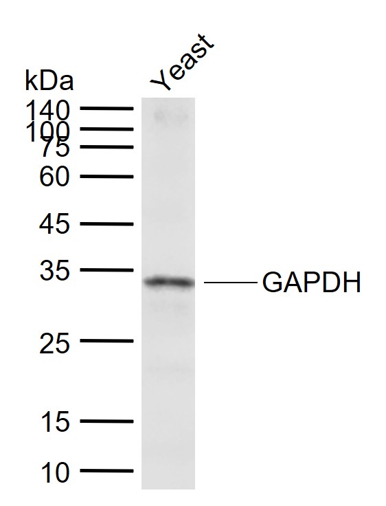 GAPDH (Yeast) Rabbit pAb, Loading Control (一抗) - WB | Bioss