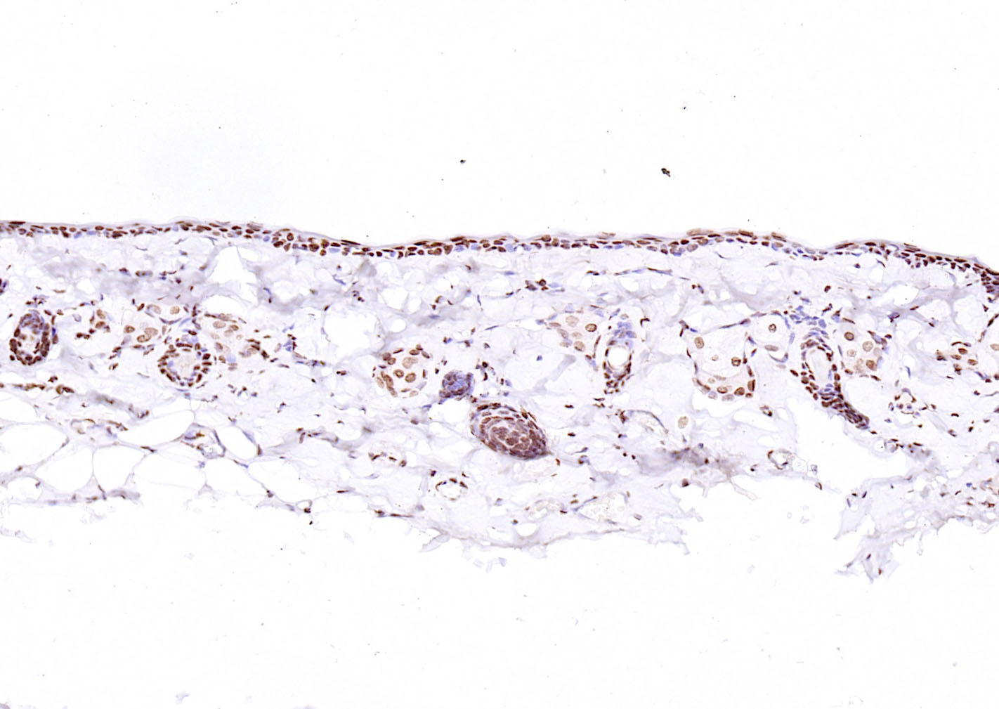 活化转录因子4抗体-bs-1531R
