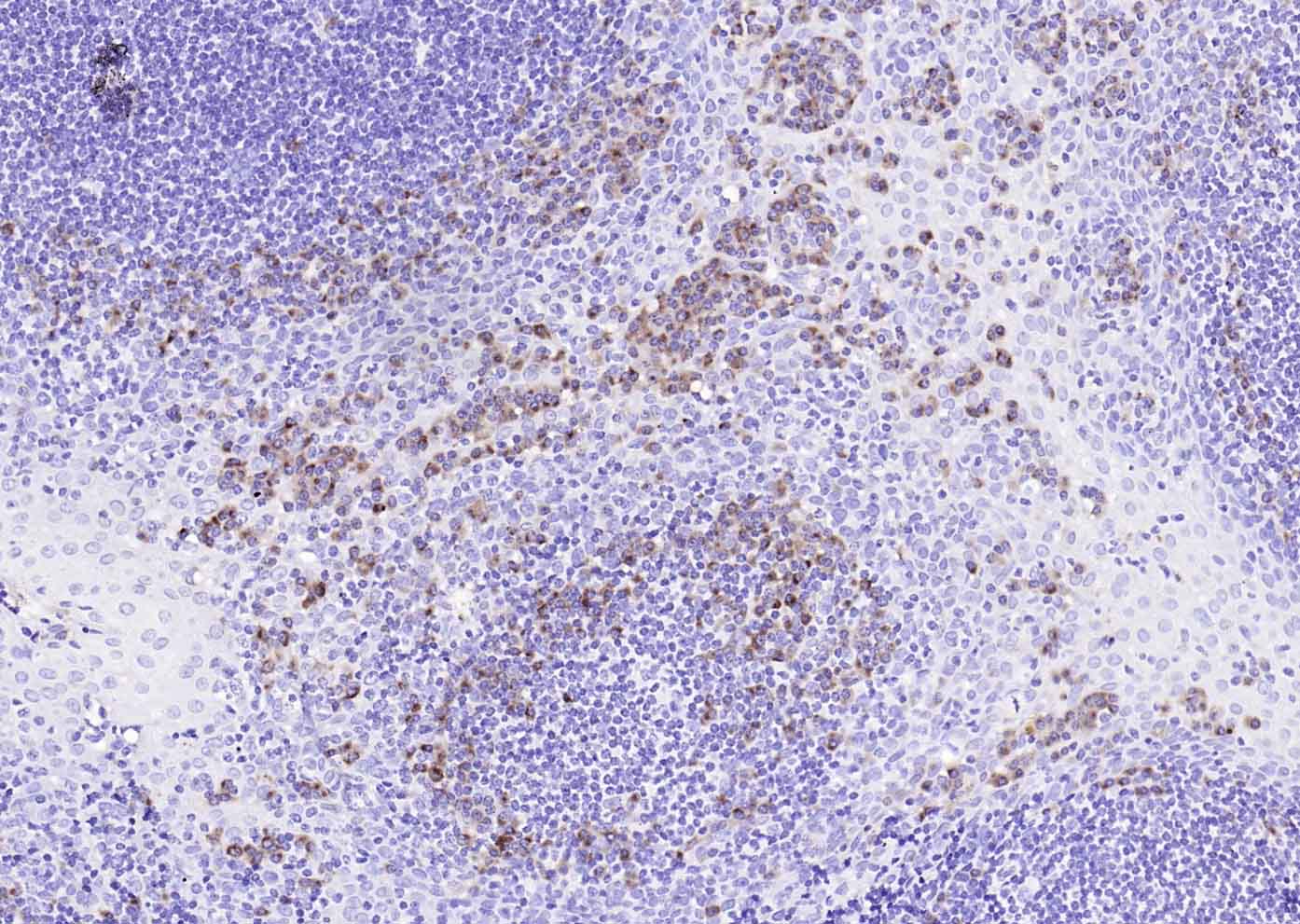 兔抗人IgG-Fc段抗体