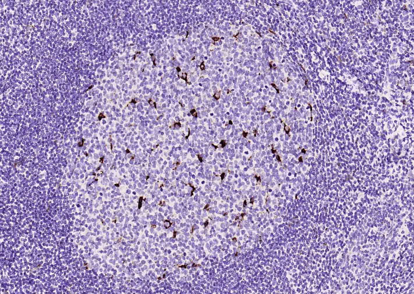 CD68单克隆抗体-bsm-33056M