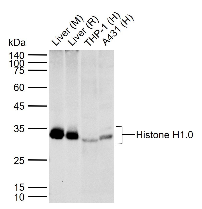 Histone H1.0 Rabbit pAb (一抗) - WB,IHC-P,IHC-F,IF,ELISA | Bioss