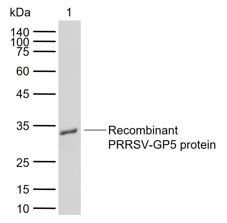 猪蓝耳病病毒GP5蛋白抗体