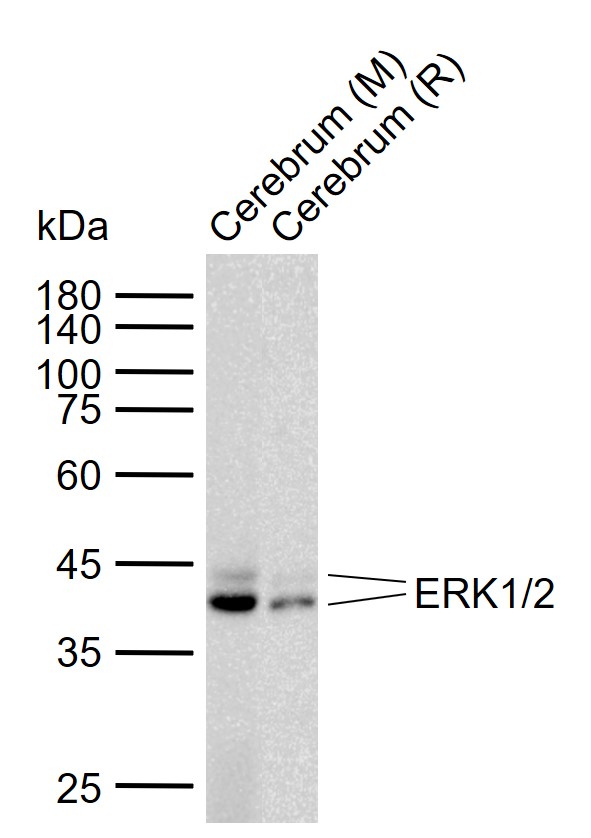 ERK1/2 Mouse mAb (一抗) - WB,IHC-P,IHC-F,IF,Flow-Cyt | Bioss