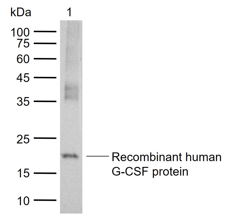 G-CSF Mouse mAb (一抗) - WB | Bioss