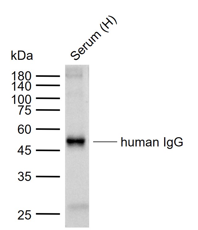 兔抗人IgG-Fc段抗体