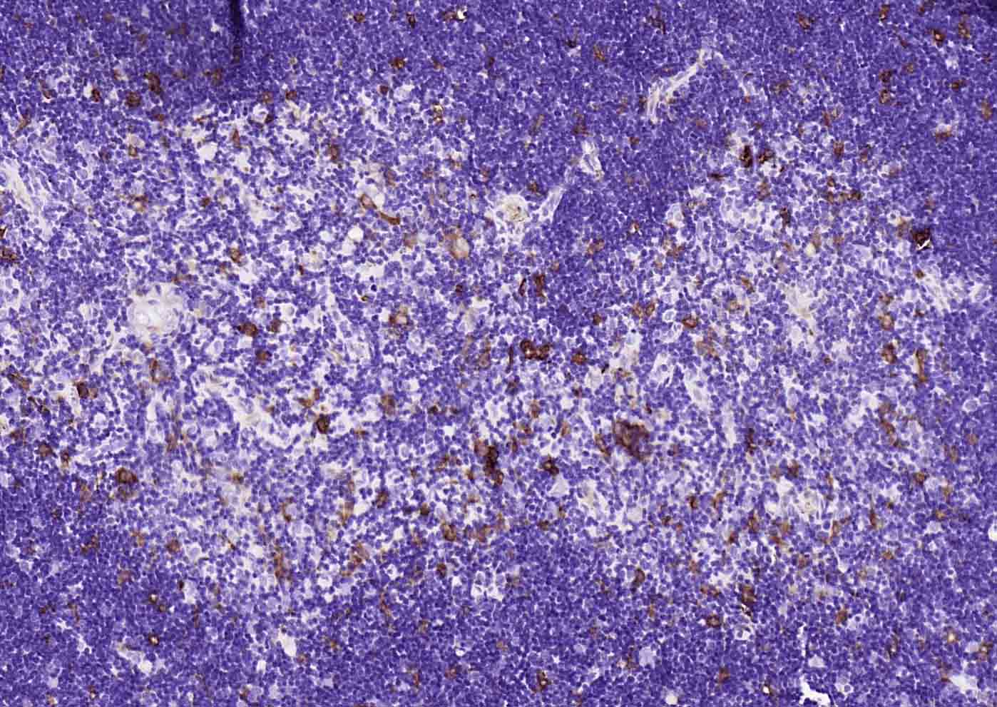 血红素氧合酶 1抗体