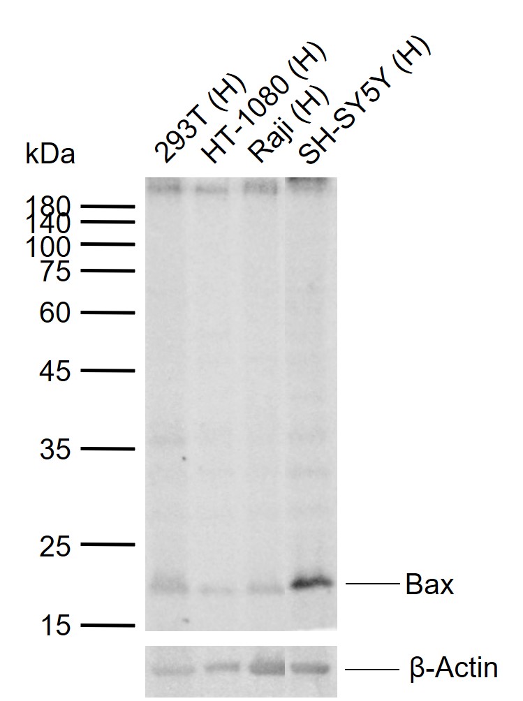 Bax Mouse mAb (一抗) - WB,ICC/IF | Bioss