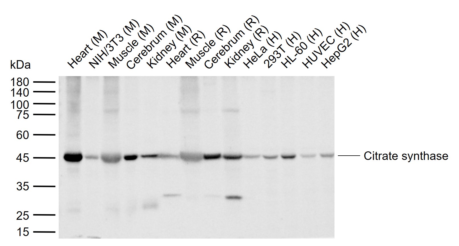 Citrate synthase Mouse mAb (一抗) - WB,IHC-P,IHC-F,IF,ICC/IF | Bioss