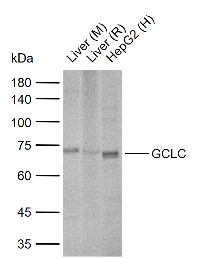 γ谷氨酰半胱氨酸合成酶抗体-bs-23393R