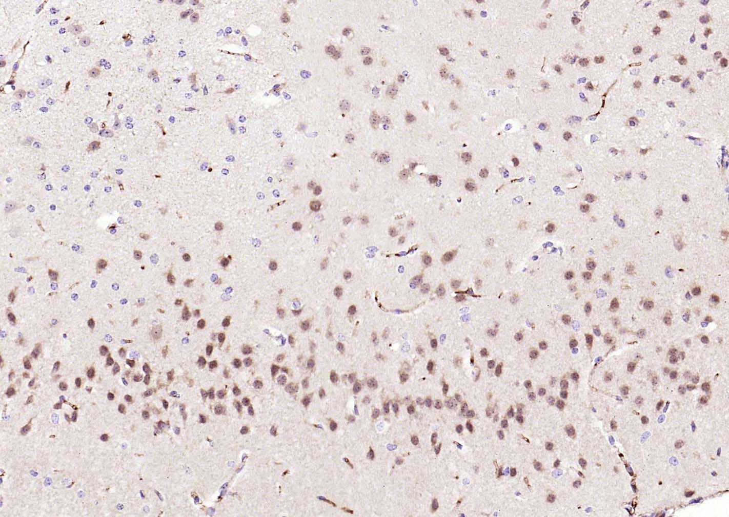 NeuN Recombinant Mouse mAb (一抗) | Bioss