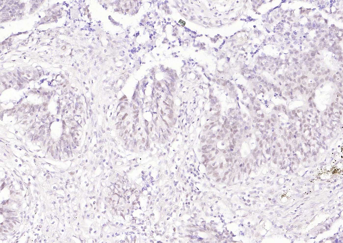 错配修复蛋白1单克隆抗体-bsm-34145M