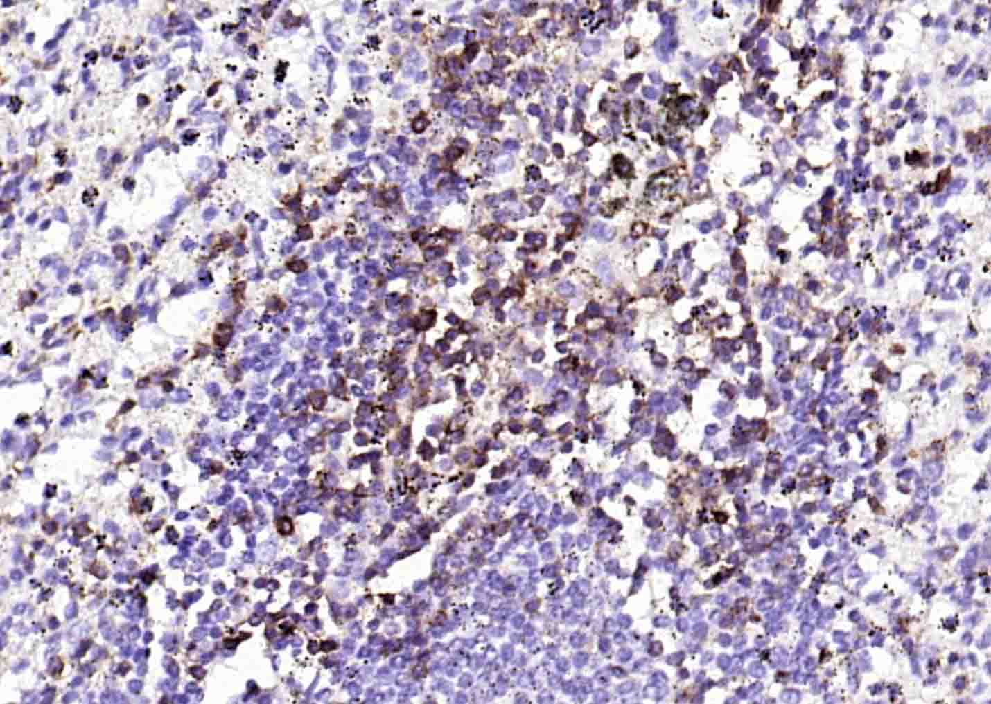 人CD43单克隆抗体-bsm-30037M