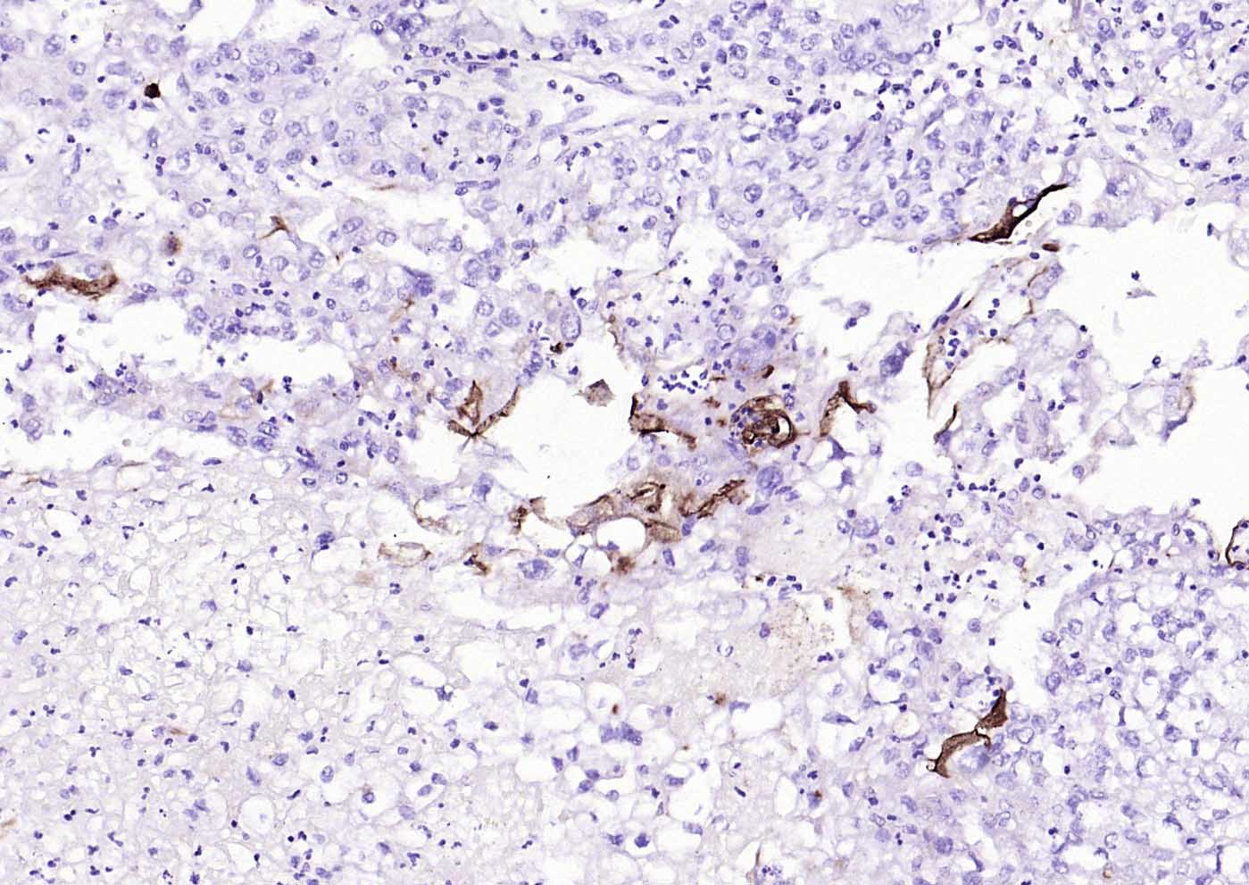 粘蛋白-1单克隆抗体-bsm-41732M