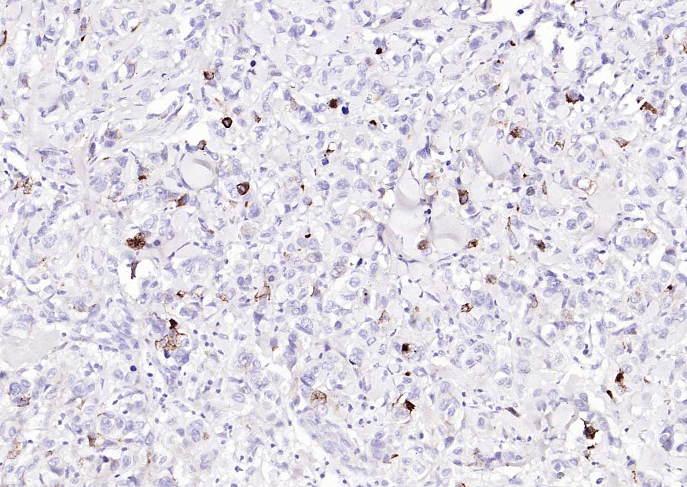 粘蛋白-1单克隆抗体-bsm-41732M