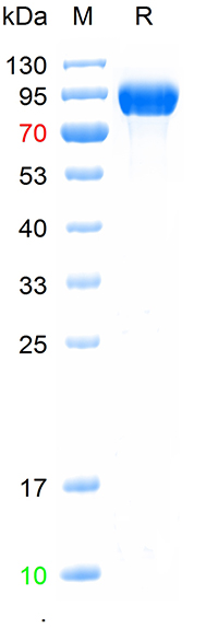 Recombinant human MPO protein, C-His (HEK293) (重组蛋白) | Bioss