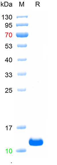 重组人转化生长因子β1蛋白-bs-41200P