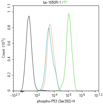 磷酸化细胞肿瘤抗原P53抗体-bs-1650R