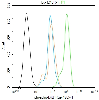 磷酸化丝氨酸/苏氨酸蛋白激酶抗体-bs-3249R