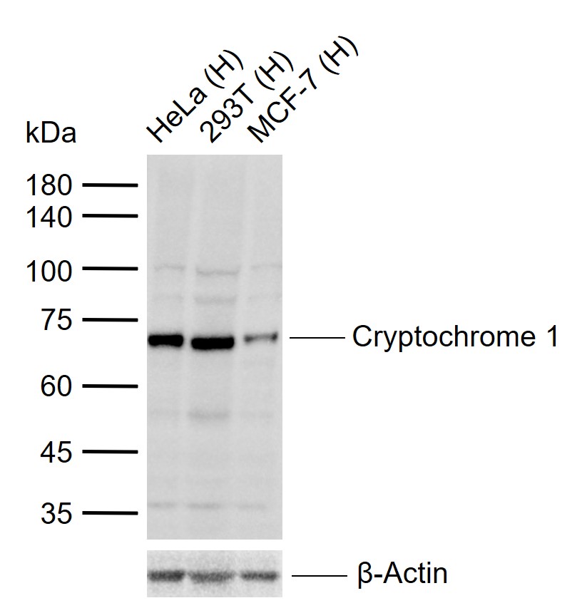 Cryptochrome 1 Rabbit pAb (一抗) | Bioss