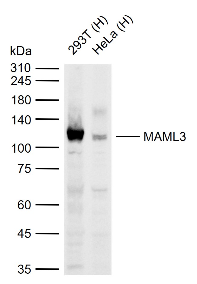 MAML3 Rabbit pAb (一抗) | Bioss