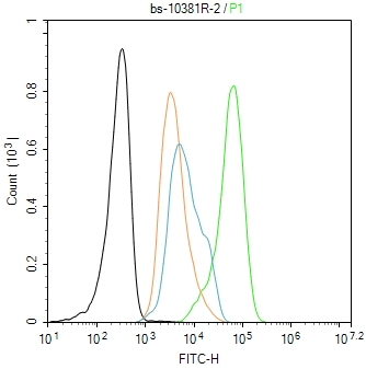 磷酸化细胞信号转导分子Smad-1抗体-bs-10381R