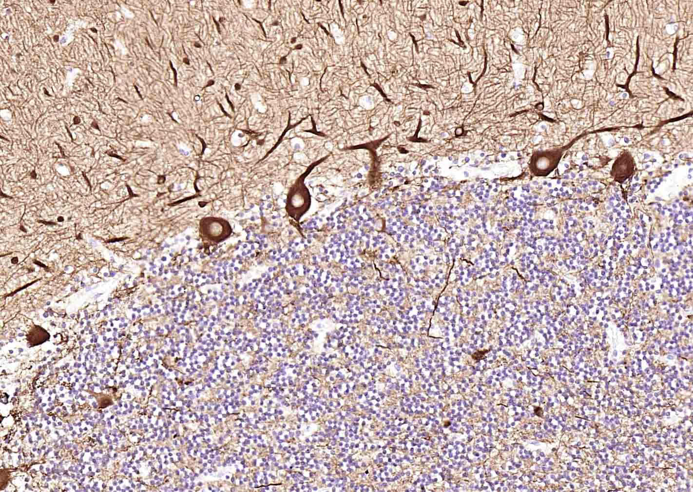 微管蛋白β3（神经标志物）单克隆抗体-bsm-33177M