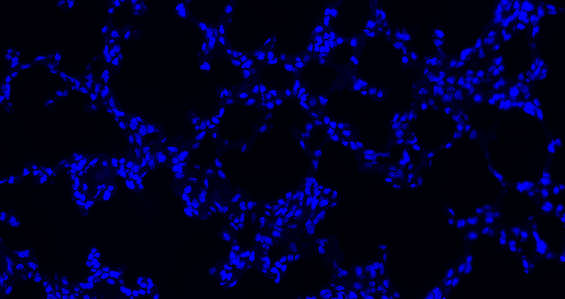 DAPI染色液(即用型)
