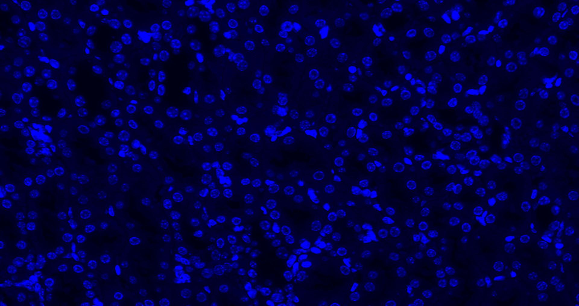 DAPI染色液(1mg/ml)