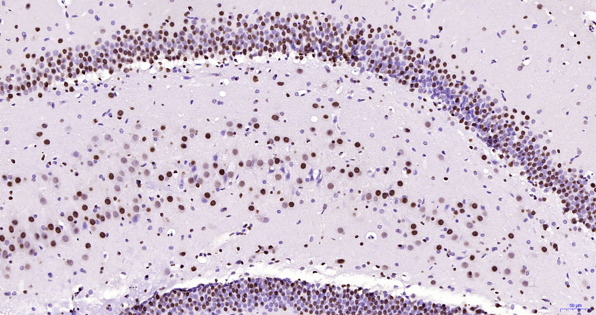 DAB显色试剂盒（20×）