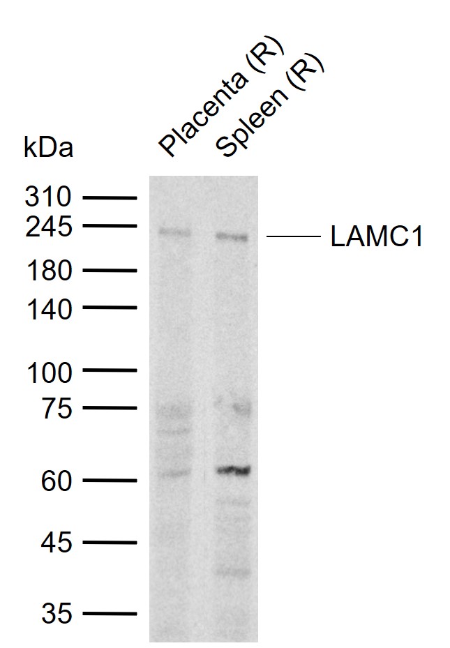 LAMC1 Rabbit pAb (一抗) | Bioss