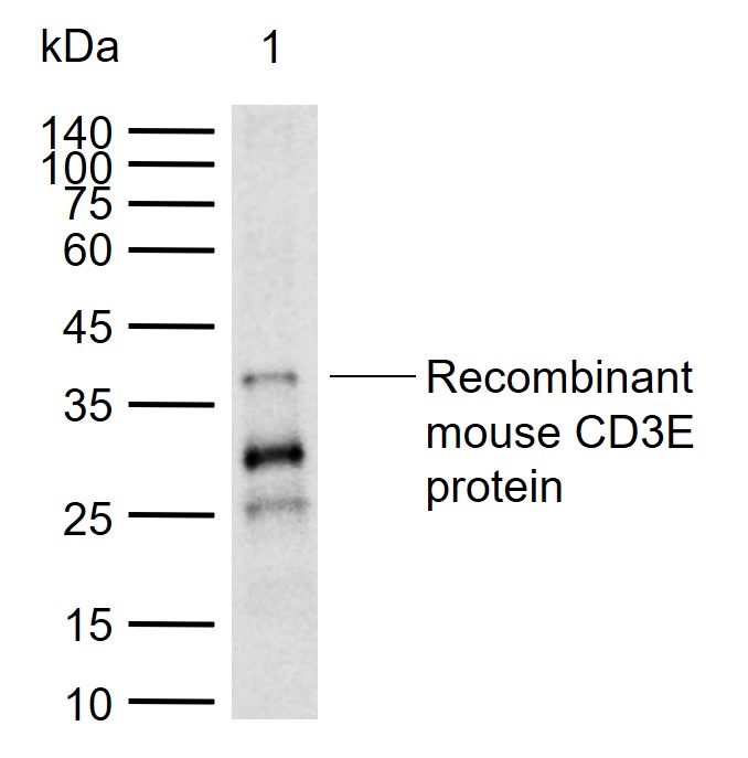 CD3 Rabbit pAb (一抗) - WB | Bioss