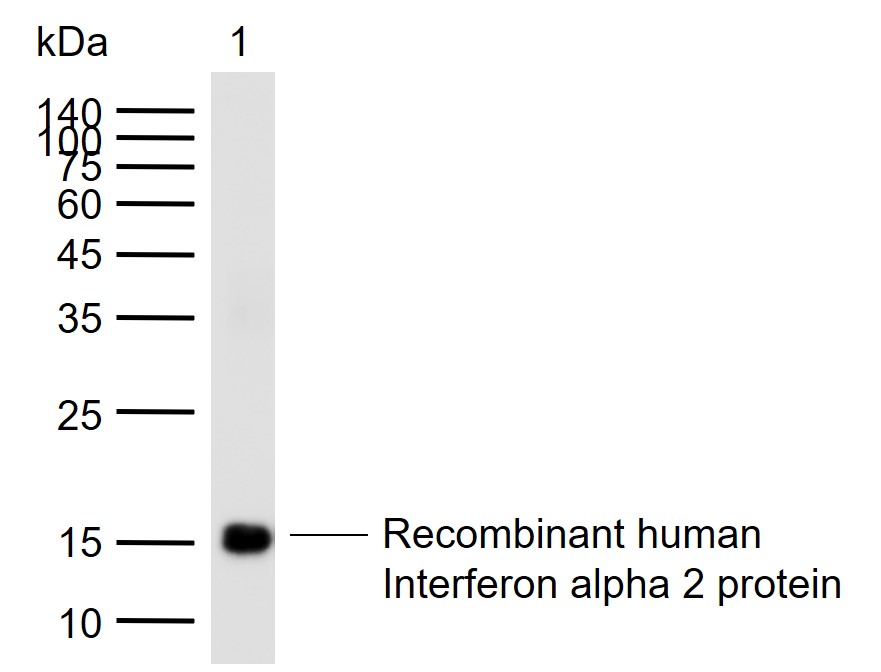 Interferon alpha 2b Rabbit pAb (一抗) | Bioss