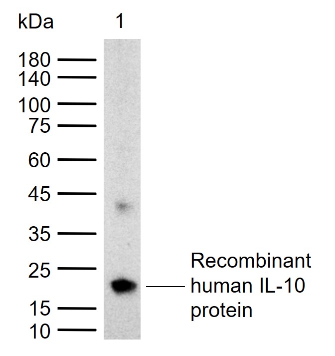 IL-10 Rabbit pAb (一抗) | Bioss