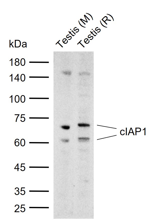 cIAP1 Rabbit pAb (一抗) | Bioss