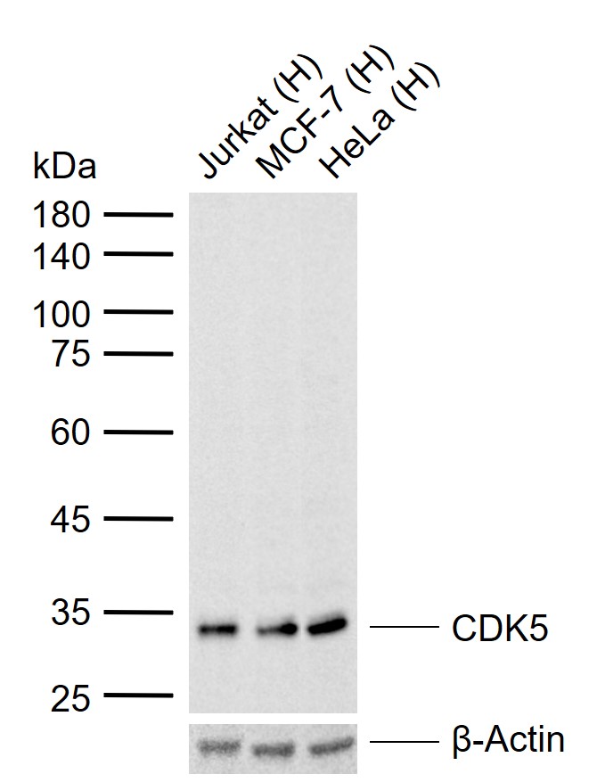 CDK5 Mouse mAb (一抗) - WB,ELISA | Bioss