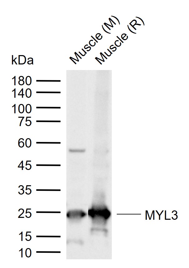 MYL3 Rabbit pAb (一抗) | Bioss
