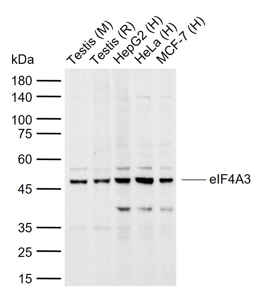 eIF4A3 Rabbit pAb (一抗) | Bioss