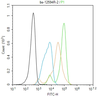 磷酸化凋亡相关蛋白4抗体-bs-12594R