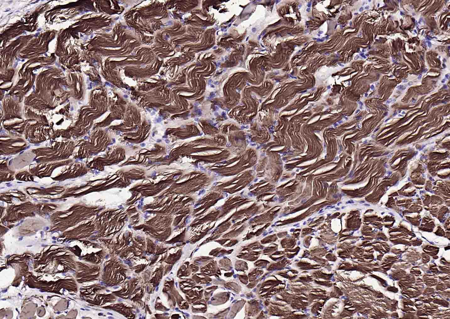 辣根过氧化物酶标记的羊抗小鼠IgG H&L