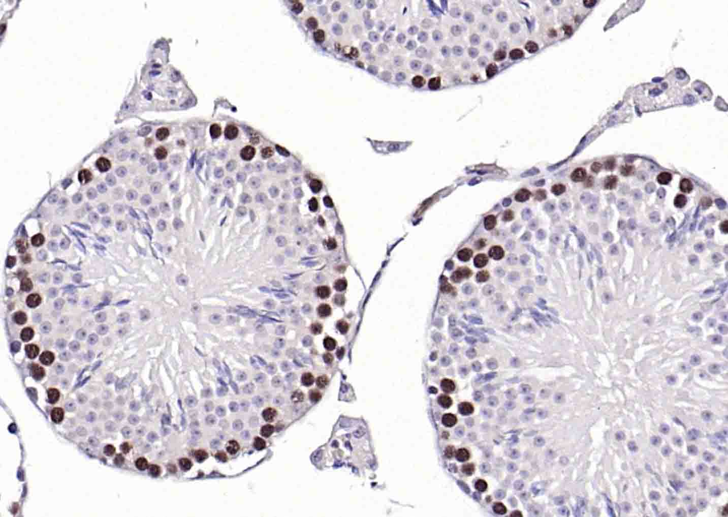 辣根过氧化物酶标记的羊抗小鼠IgG H&L