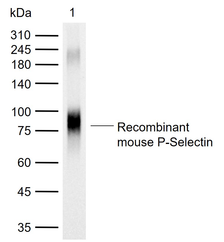 CD62p Rabbit pAb (一抗) | Bioss