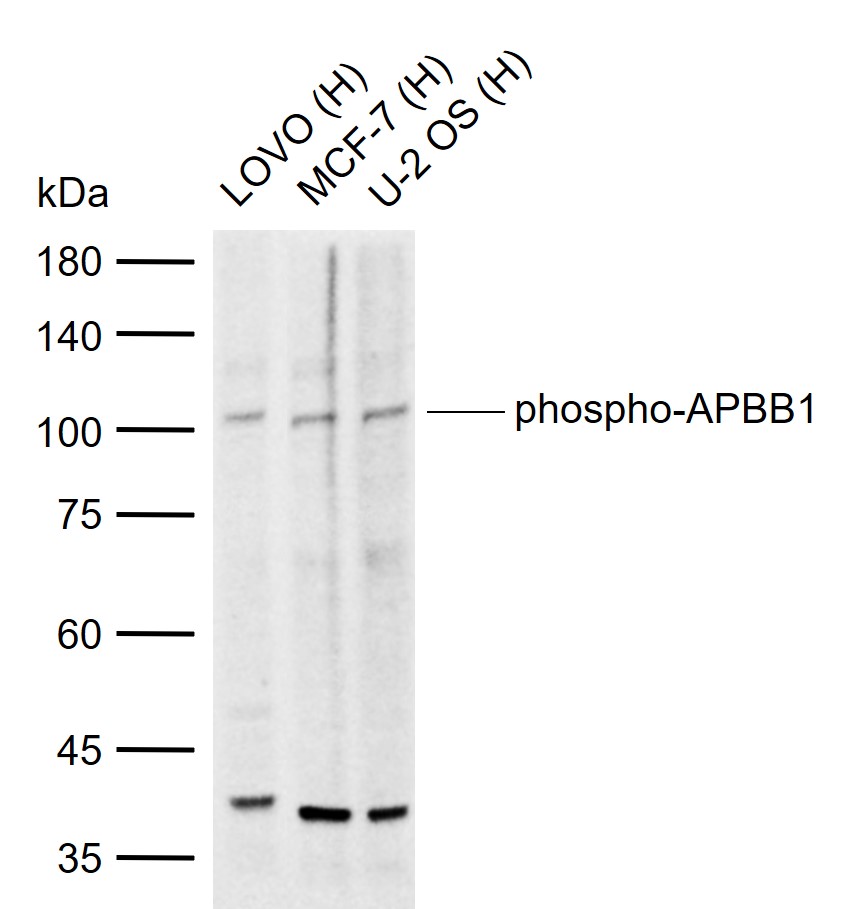 phospho-APBB1 (Ser175) Rabbit pAb (一抗) | Bioss