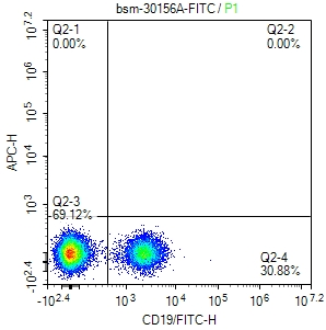 mouse CD19 Rat mAb (一抗) | Bioss