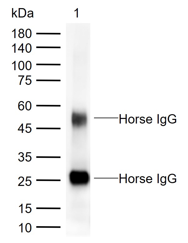 辣根过氧化物酶标记的兔抗马IgG H&L