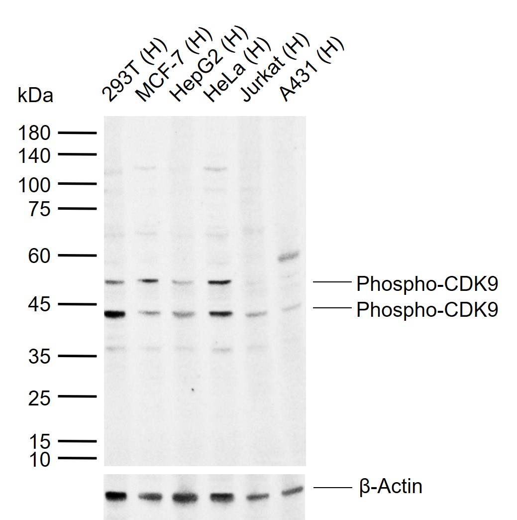 phospho-CDK9 (Thr186) Rabbit pAb (一抗) | Bioss