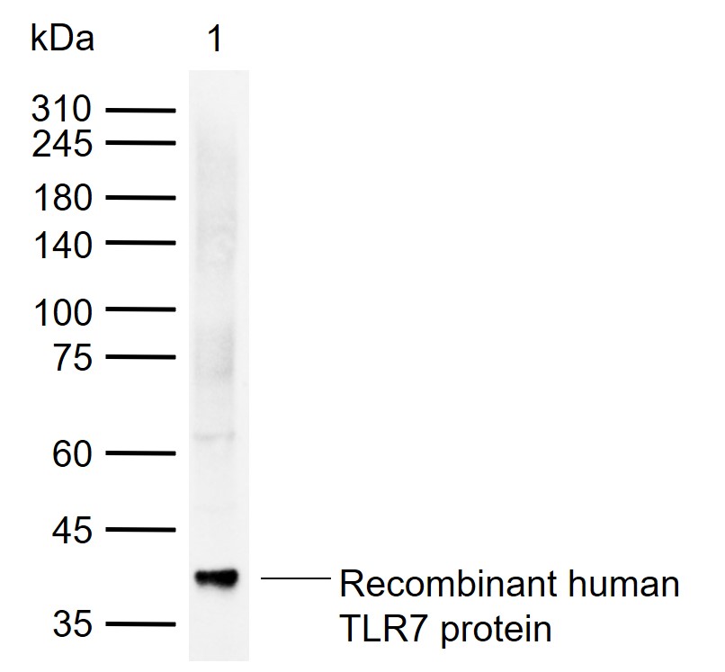 Toll样受体7重组兔单抗