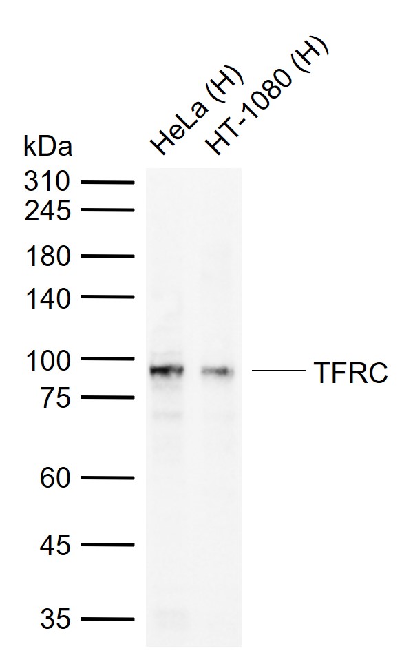 转铁蛋白受体(CD71)单克隆抗体-bsm-43165M